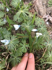 Puschkinia