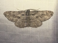 Iridopsis vellivolata