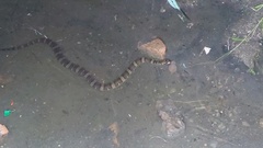 Homalopsis buccata