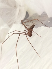 Stedocys gaolingensis