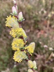 Salix