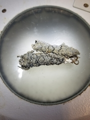 Fuscopannaria sorediata