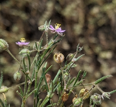 Spergularia tasmanica