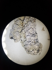 Fuscopannaria sorediata