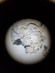 Fuscopannaria sorediata