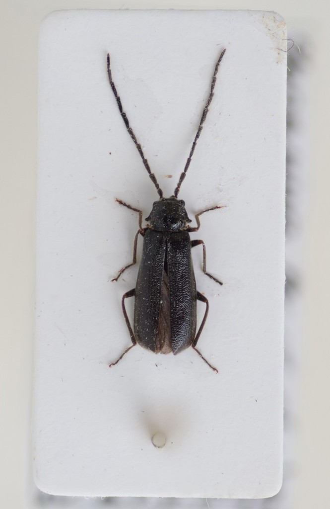 Silis nitidula