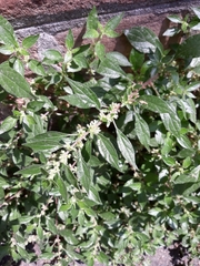 Parietaria officinalis