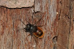Osmia cornuta