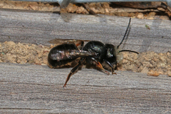 Osmia cornuta