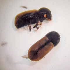 Trypodendron domesticum