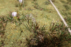 Poa chamaeclinos