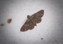 Gymnoscelis derogata