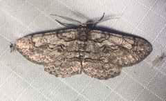 Iridopsis vellivolata