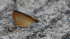 Ancyloxypha