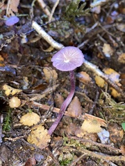 Laccaria masoniae