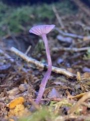 Laccaria masoniae