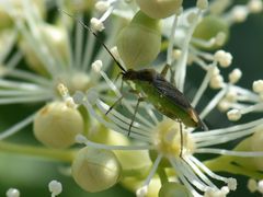 Closterotomus trivialis