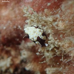 Colpodaspis thompsoni