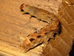 Diarsia canescens