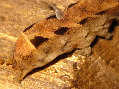 Diarsia canescens