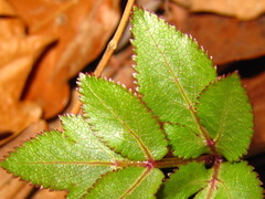 Angelica decursiva