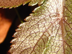 Angelica decursiva