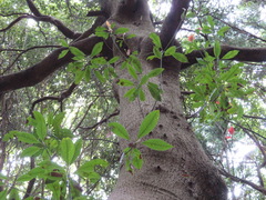 Machilus thunbergii
