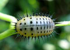 Aspidimorpha miliaris