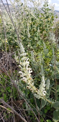 Salvia dominica