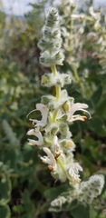 Salvia dominica