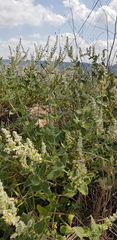 Salvia dominica