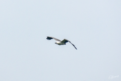 Haliaeetus leucogaster