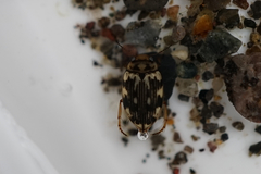 Nebrioporus nipponicus