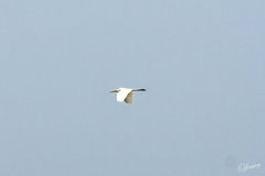 Ardea alba