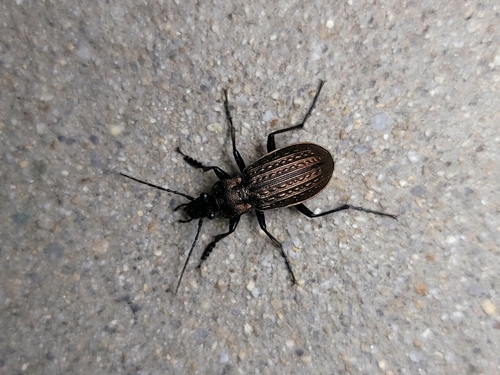 Granulated Ground Beetle photo 3
