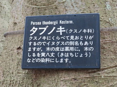 Machilus thunbergii