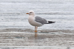 Larus canus