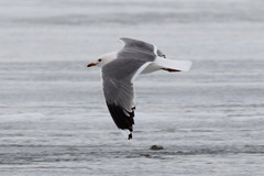 Larus canus