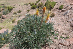 Lupinus cuzcensis