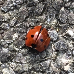 Coccinella septempunctata