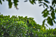 Phalacrocorax sulcirostris