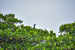 Phalacrocorax sulcirostris