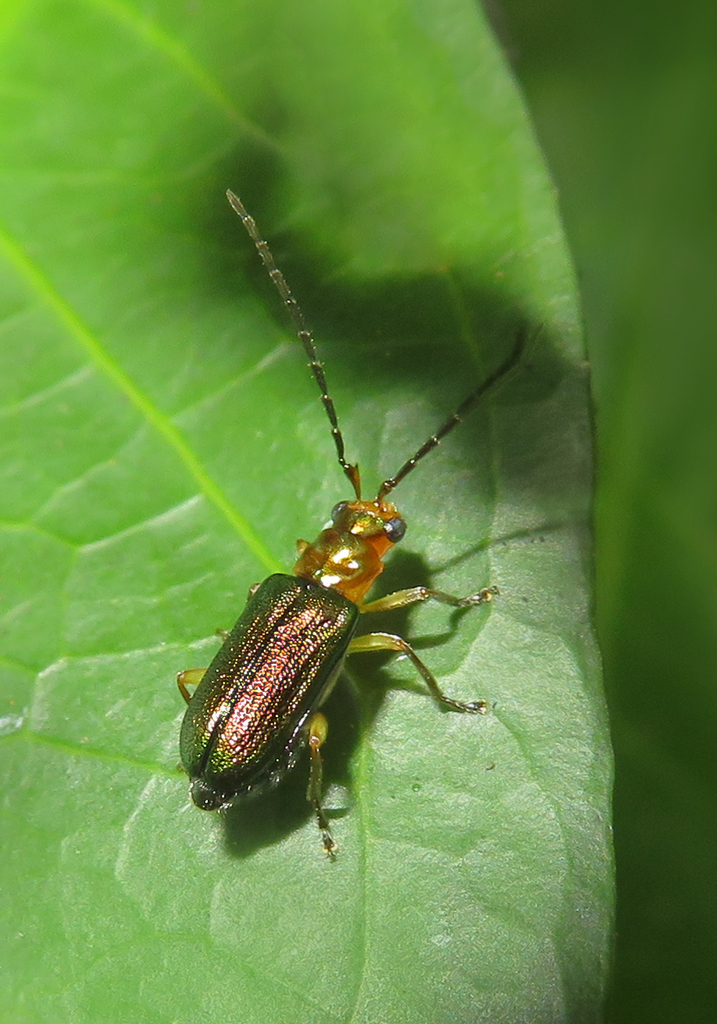 Hoplosaenidea takizawai