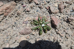 Calandrinia acaulis