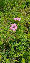 Linum pubescens