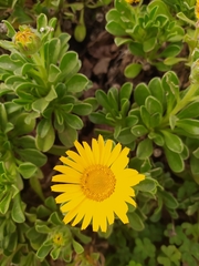 Pallenis maritima maritima