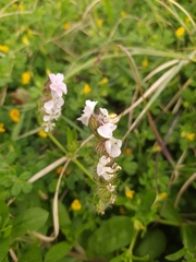 Silene gallica gallica
