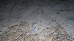 Rhombosolea tapirina