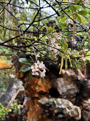 Rhaphiolepis indica