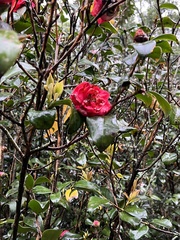 Rhaphiolepis indica